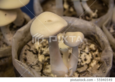 Closeup fresh mushroom in a mushroom cube 55940549