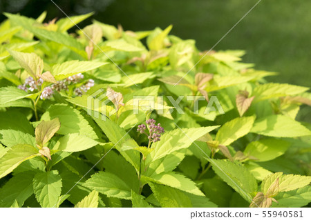 Shimotsuke金框 55940581