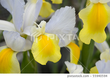 Dutch iris Apollo 55940594