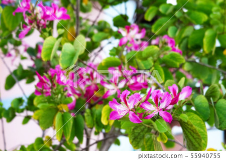 Purple Orchid Tree flowers blooming in garden blur Purple Orchid Tree flowers blooming in garden blur 55940755