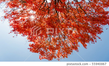 <Tochigi Prefecture> Autumn sunlight, autumn leaves and blue sky, Japanese image, autumn image, <Tochigi Prefecture> Autumn sunlight, autumn leaves and blue sky, Japanese image, autumn image, 55940867