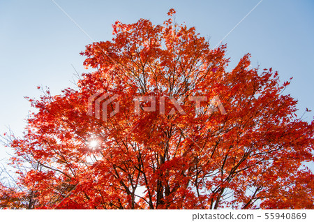 <Tochigi Prefecture> Autumn sunlight, autumn leaves and blue sky, Japanese image, autumn image, 55940869