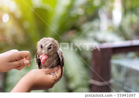Close up hand to feeding Owl. Close up hand to feeding Owl. 55941097