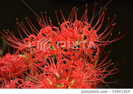 在satoyama開花的群狀孤挺花 在satoyama開花的群狀孤挺花 55941364