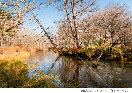Nikko City, Tochigi Prefecture, Autumn Field at Senjogahara, Okunikko Wetlands, Yukawa 55941672