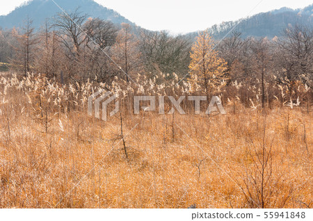 栃木縣日光市,Senjogahara的秋田和Mantai山,Tsuji Nikko Nature Trail,徒步旅行路線, 栃木縣日光市,Senjogahara的秋田和Mantai山,Tsuji Nikko Nature Trail,徒步旅行路線, 55941848