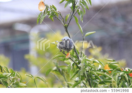 Bulbul eating tangerines Bulbul eating tangerines 55941998