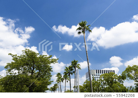 Washington palm in the blue sky and street trees Washington palm in the blue sky and street trees 55942208
