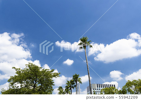 Washington palm in the blue sky and street trees 55942209
