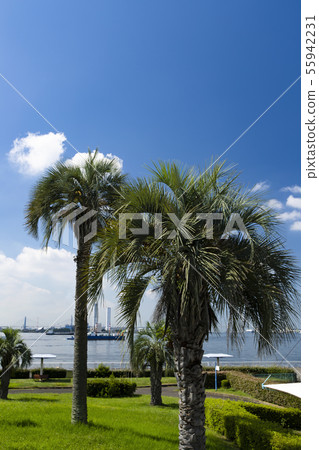 Blue sky and washington palm 55942231