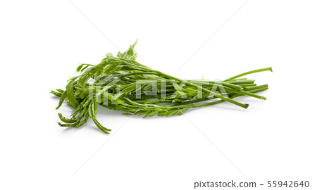 Leucaena isolated on white Background 55942640