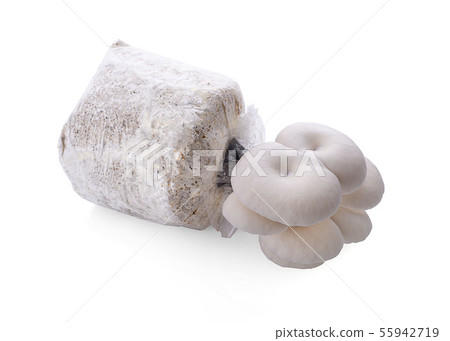 Pleurotus pulmonarius mushroom isolated on white 55942719