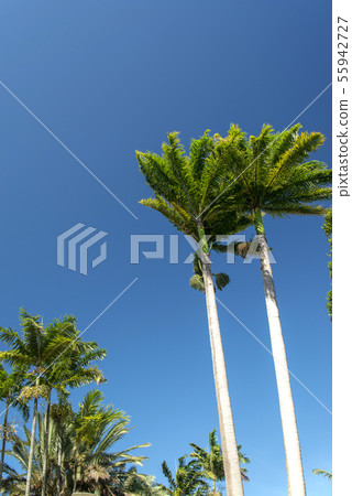 Palm tree in New Caledonia, Noumea, Cocotier Square 55942727