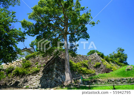 國寶Hikone城堡Taikomon,通往石垣的第二次通過 國寶Hikone城堡Taikomon,通往石垣的第二次通過 55942795