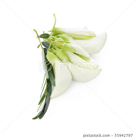 White Agasta ,Thai vegetable on white background White Agasta ,Thai vegetable on white background 55942797