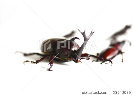 犀牛甲蟲和鋸甲蟲白色背景昆蟲昆蟲生物暑假 犀牛甲蟲和鋸甲蟲白色背景昆蟲昆蟲生物暑假 55943089