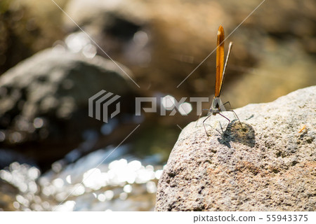 Miyakawa dragonfly with swamp 55943375