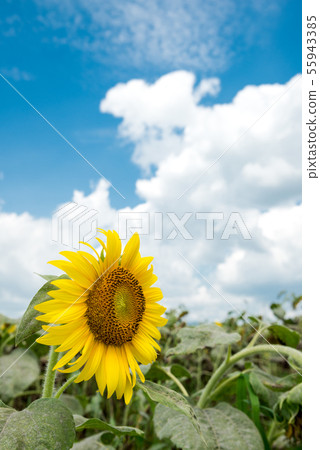 Sunflower flower under the sky 55943385