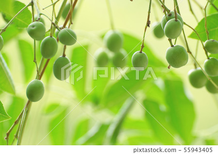 藍色仙人果 55943405