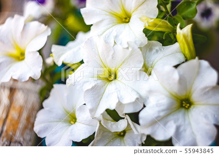petunia flowers red, pink purple, white flowers in petunia flowers red, pink purple, white flowers in 55943845