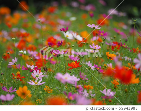 Cosmos Cosmos 55943993