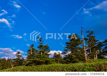 (Gunma Prefecture) Shibutoshi dead tree 55944016