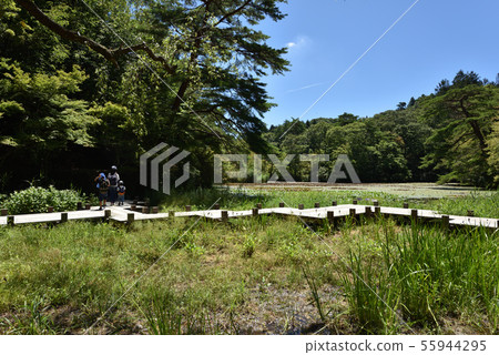Kobe City Forest Botanical Garden, Midsummer Haseike Hiking Parent and Child Kobe City Forest Botanical Garden, Midsummer Haseike Hiking Parent and Child 55944295