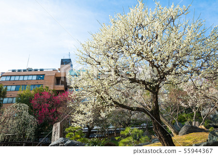 Yushima Tenmangu Yushima Tenjin Ume Festival (Bunkyo-ku, Tokyo) February 2019 55944367