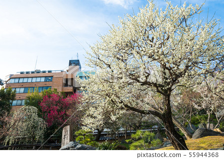 Yushima Tenmangu Yushima Tenjin Ume Festival（東京都文京區）2019年2月 55944368