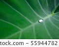 Beautiful nature background with fresh drops of 55944782