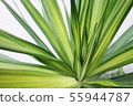 Nature view of green leaf in garden. 55944787
