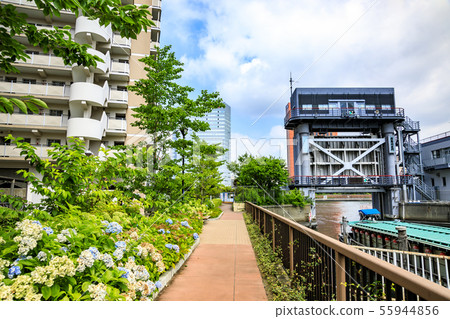 Sumida River (summer) 55944856