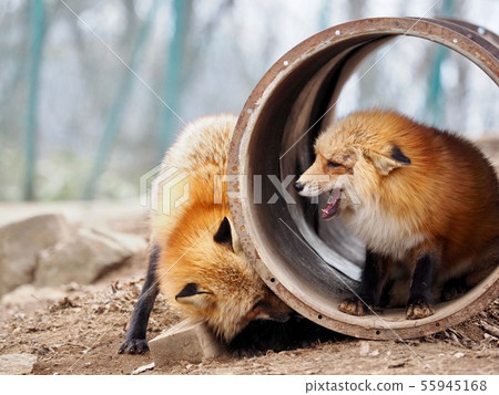 Kita fox Kita fox 55945168