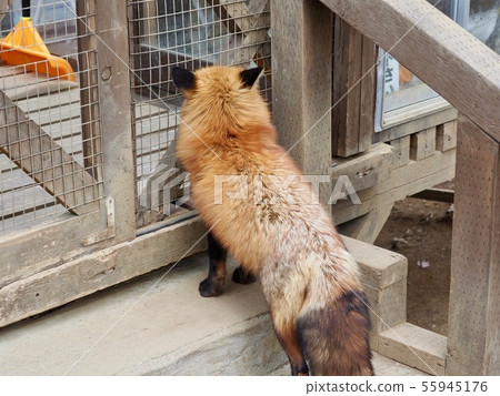 Kita fox 55945176