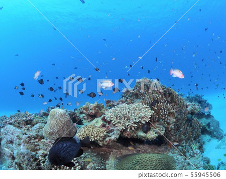 Sea of Knezu Island 55945506