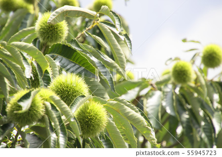 Chestnut fruit Ao chestnut 55945723