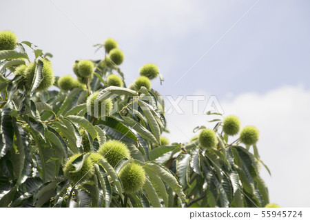 Chestnut fruit Ao chestnut 55945724