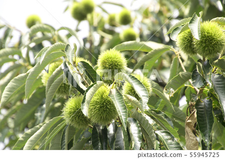 板栗果實Ao栗子 55945725