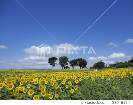 Sunflower field 55946154