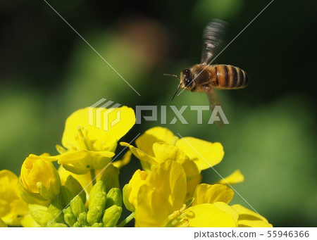 Flight of bees Flight of bees 55946366
