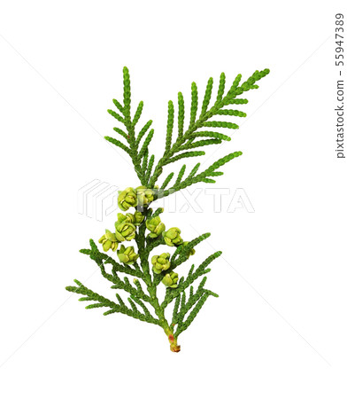 Twig of thuya with buds Twig of thuya with buds 55947389