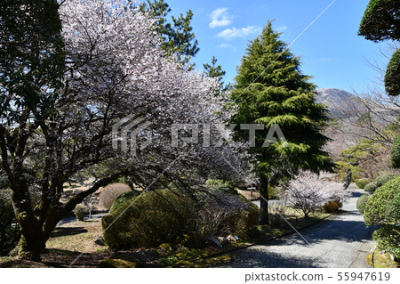 Spring in Hakone Spring in Hakone 55947619