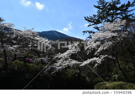 箱根春天 箱根春天 55948396