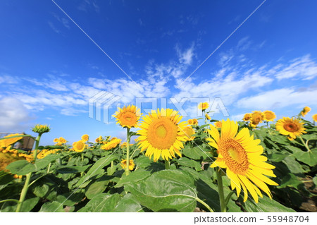 向日葵1748 55948704