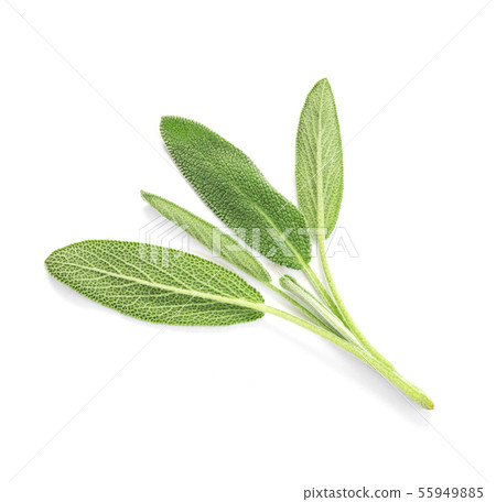Close up a fresh green sage herb leaf on white 55949885