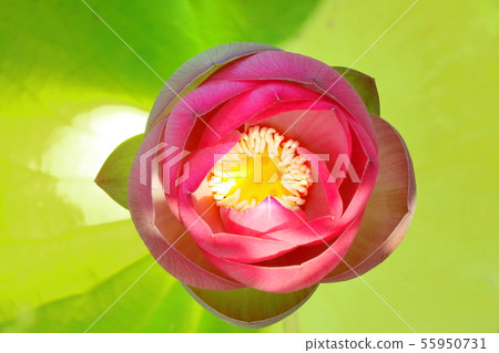 Lotus 55950731