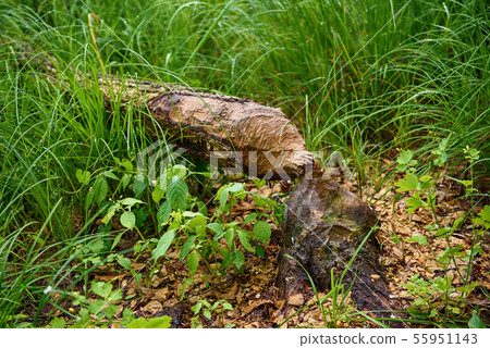 Beaver gnawed tree 55951143