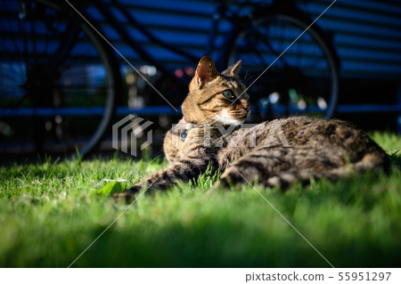 Pheasant cat on the lawn, light and shade 55951297