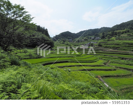 Rice terraces in summer, rice terraces in Otokidani, 100 rice terraces in Japan, rice fields in summer 55951353