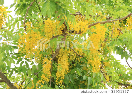 盛開的金色淋浴 55951557